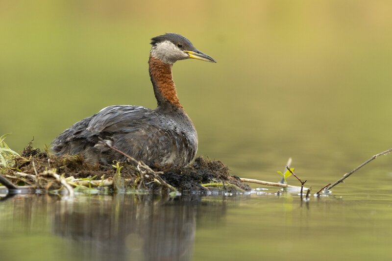 redneckedgrebe-0290.jpg
