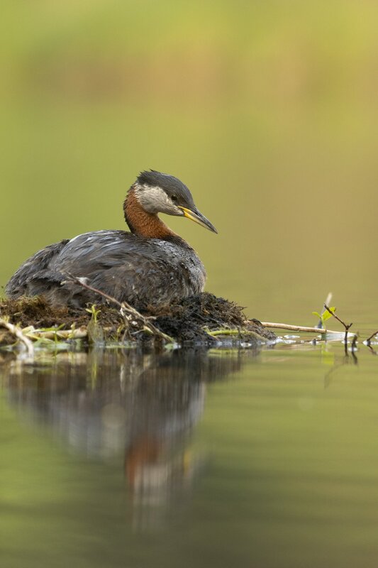 redneckedgrebe-0301.jpg