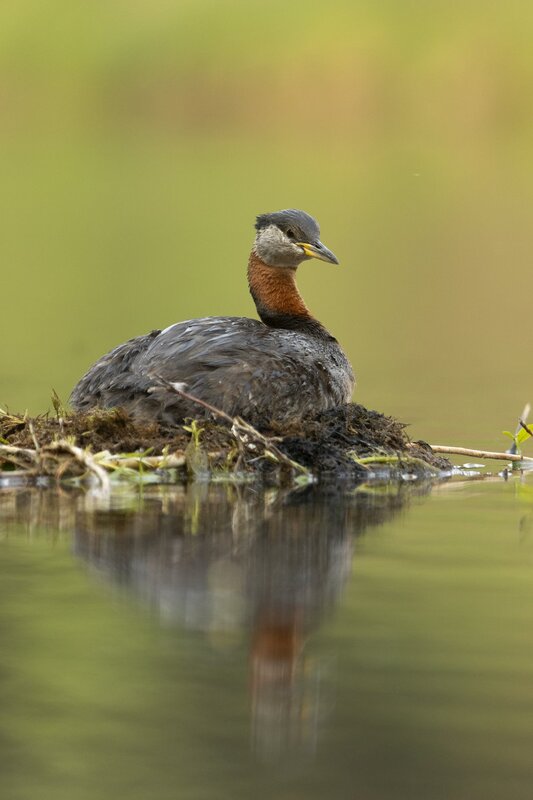 redneckedgrebe-0304.jpg