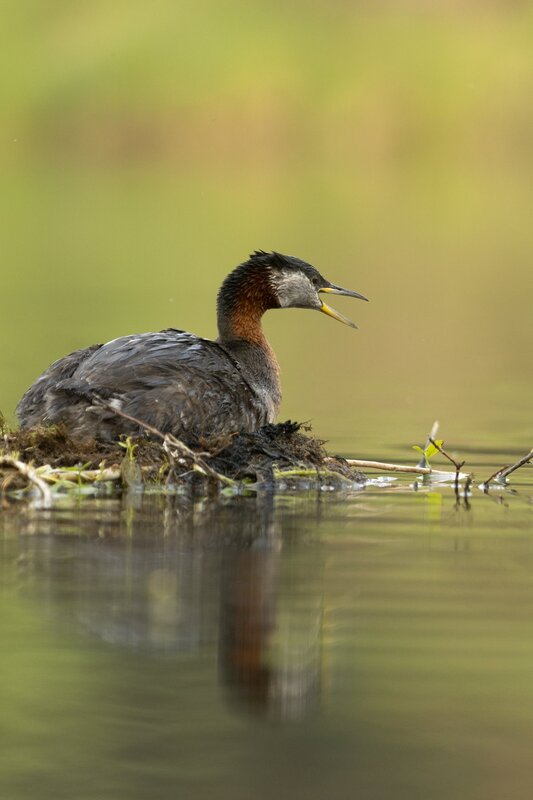 redneckedgrebe-0310.jpg
