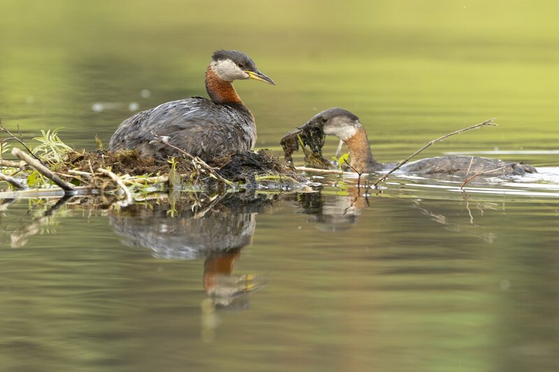 redneckedgrebe-0321.jpg