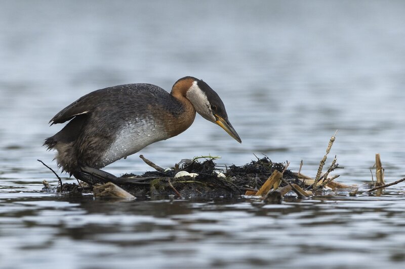 redneckedgrebe-4362.jpg