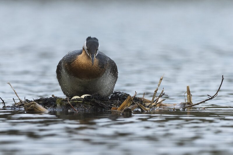 redneckedgrebe-4420.jpg