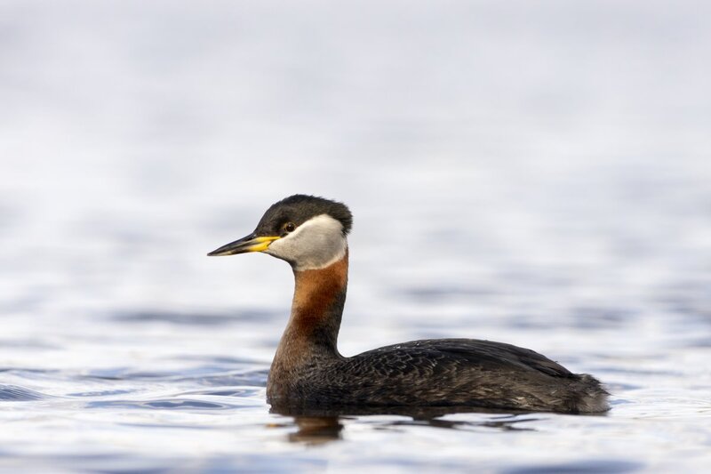 redneckedgrebe0117.jpg