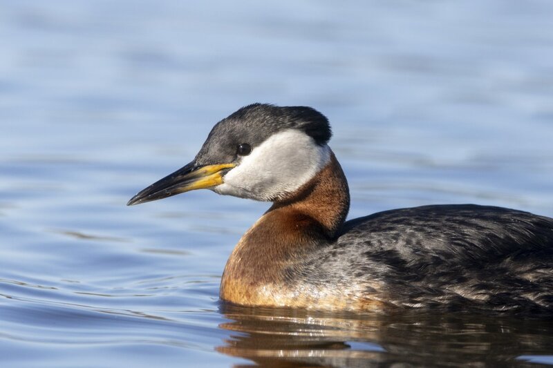 redneckedgrebe1303(1).jpg