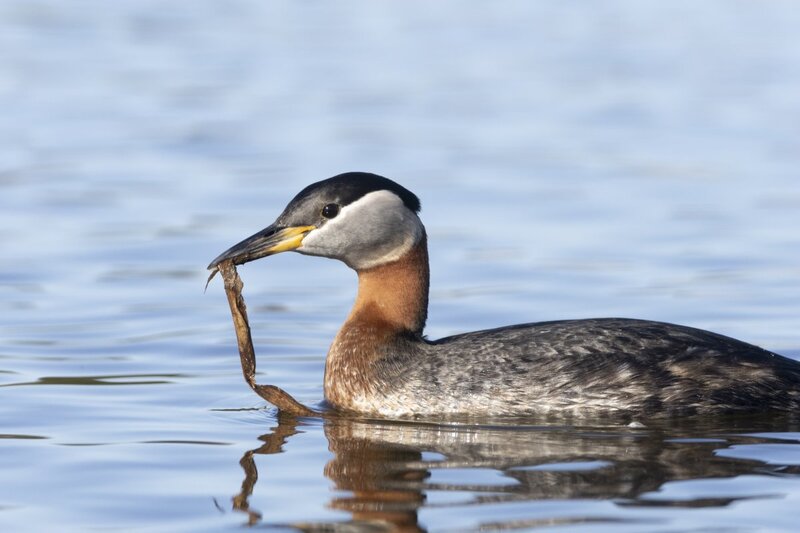 redneckedgrebe1307.jpg