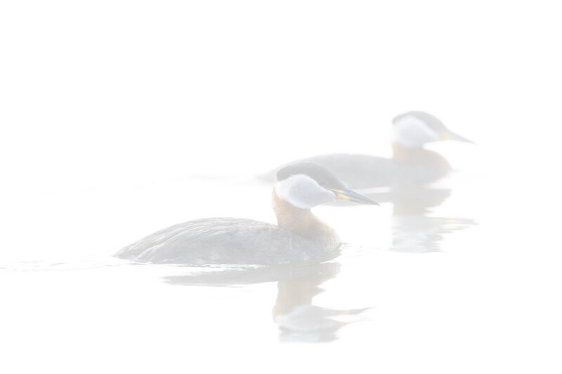 redneckedgrebe2021(1).jpg