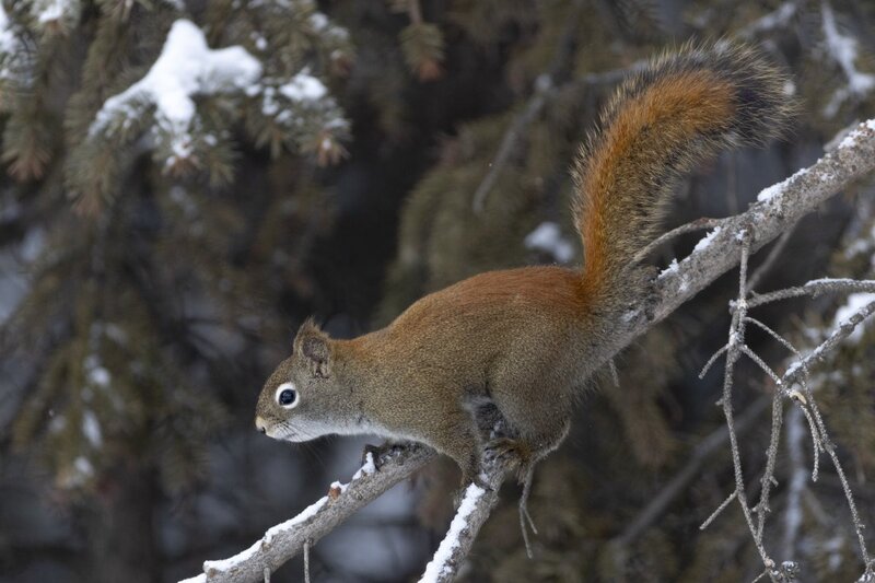 redsquirrel9119.jpg