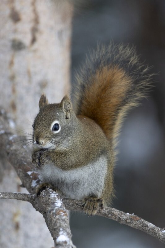redsquirrel9138(1).jpg