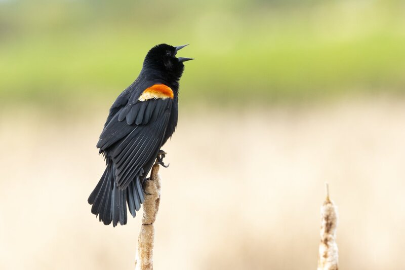 redwimgedblackbird1951.jpg
