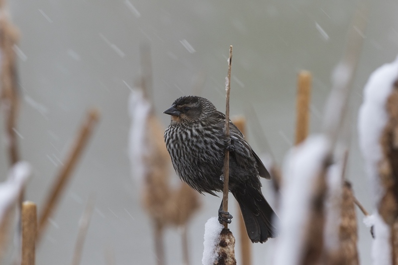 redwingblackbird-1080.jpg :: Female red-winged blackbird on dead cattail during snowstorm