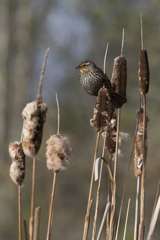 redwingblackbird-19381.jpg :: Female red-winged blackbird on cattail