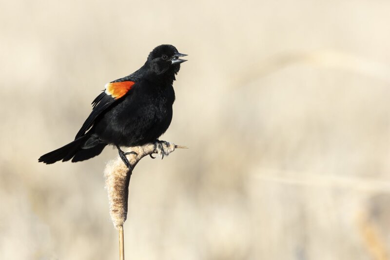 redwingblackbird0071(1).jpg