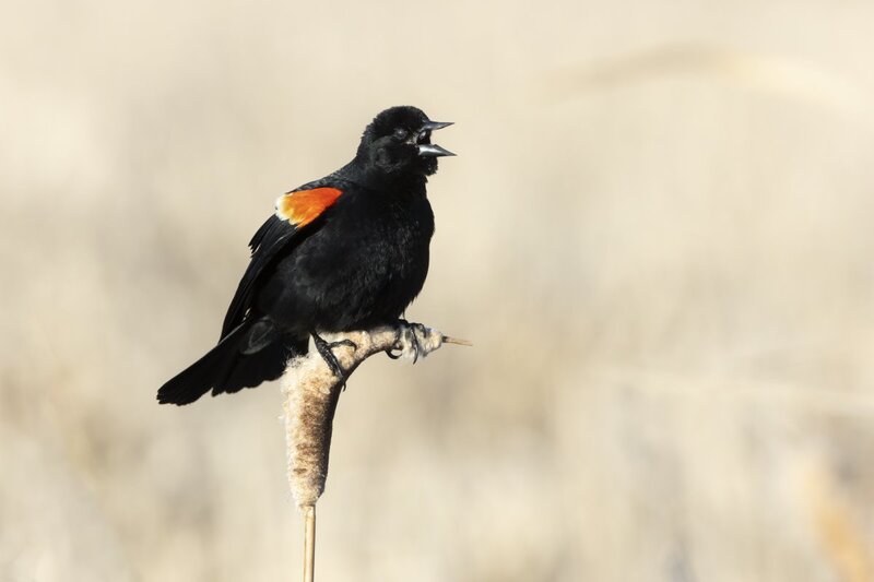 redwingblackbird0072.jpg