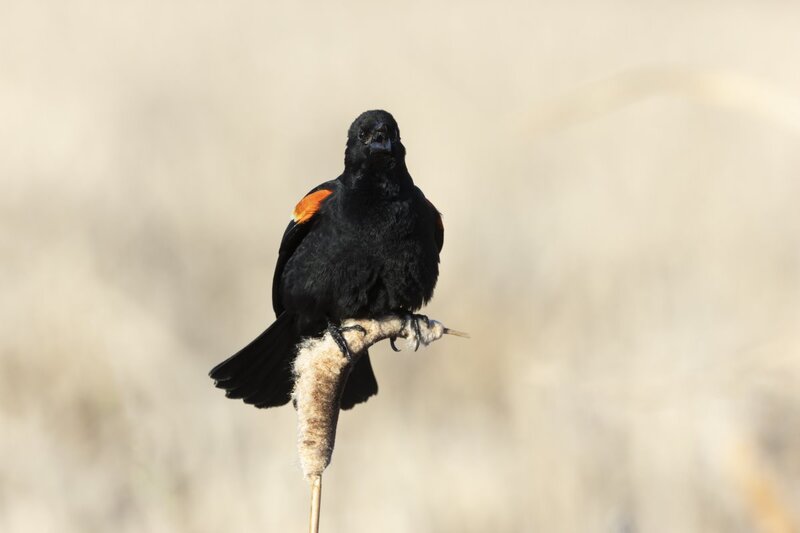 redwingblackbird0075.jpg
