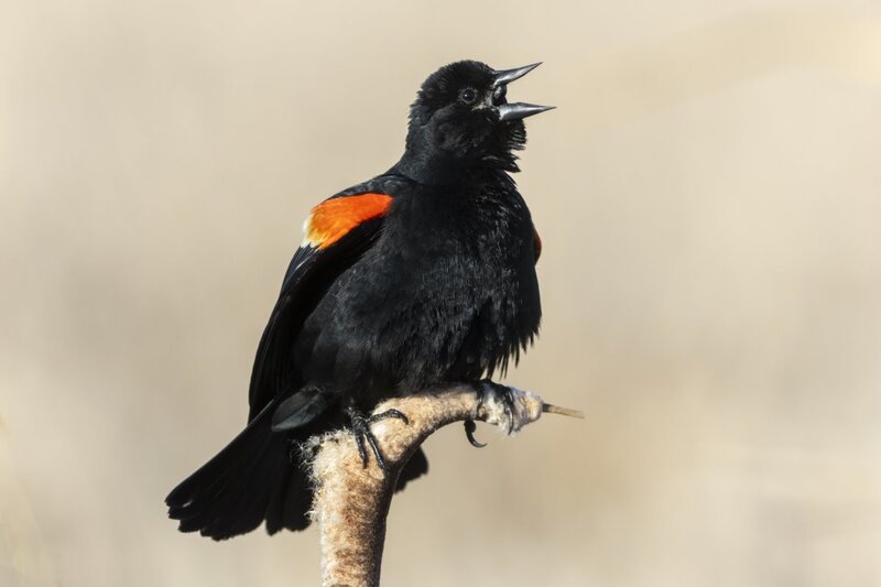 redwingblackbird0091.jpg