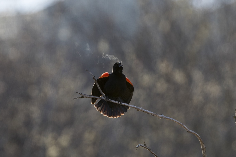 redwingblackbird00971.jpg :: Male red-winged blackbird calling from dead branch on cool morning