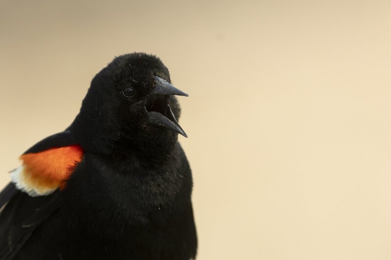 redwingedblackbird-0417.jpg