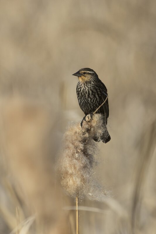 redwingedblackbird-4288.jpg