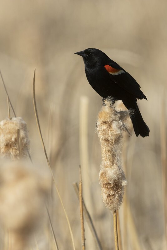redwingedblackbird-4295.jpg