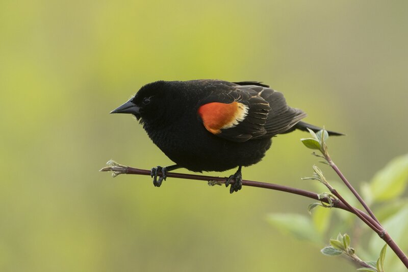 redwingedblackbird-4502.jpg :: Male red-winged blackbird on branch in spring