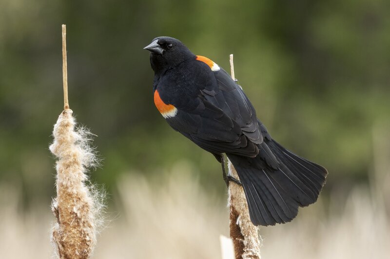 redwingedblackbird-9619.jpg