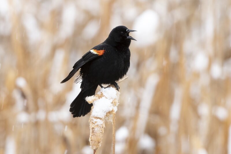 redwingedblackbird1090.jpg