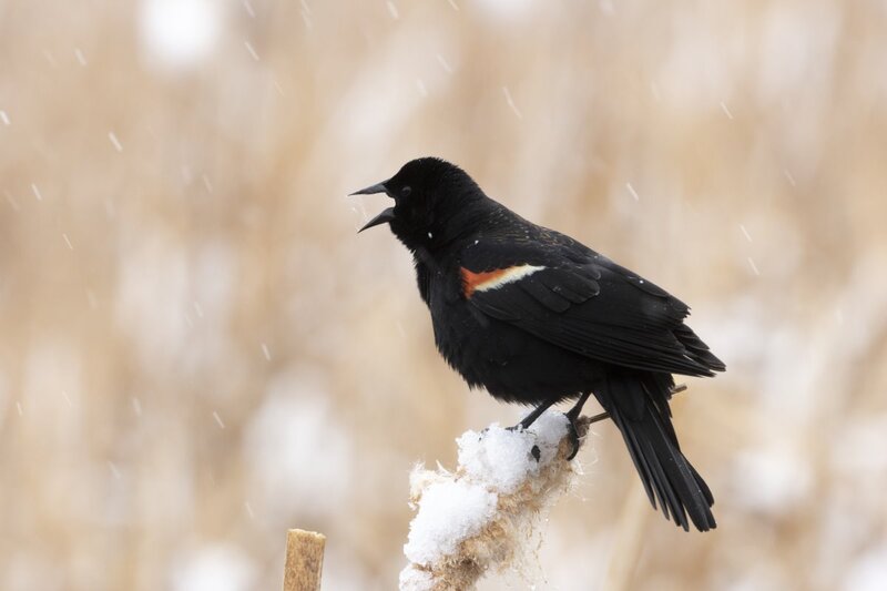 redwingedblackbird1103(1).jpg