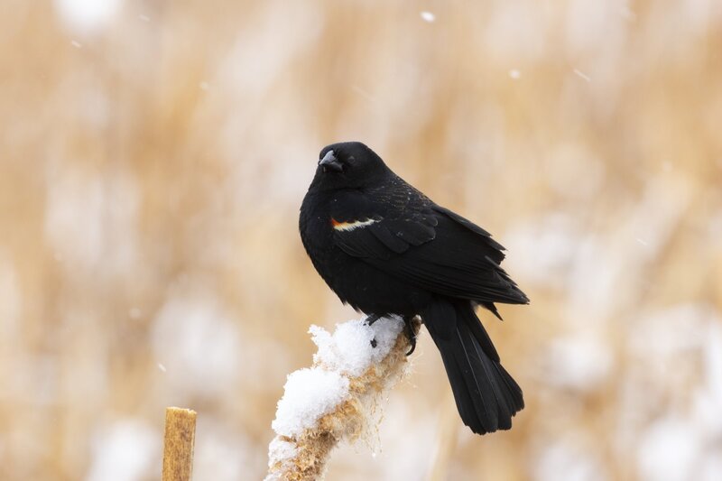 redwingedblackbird1107.jpg