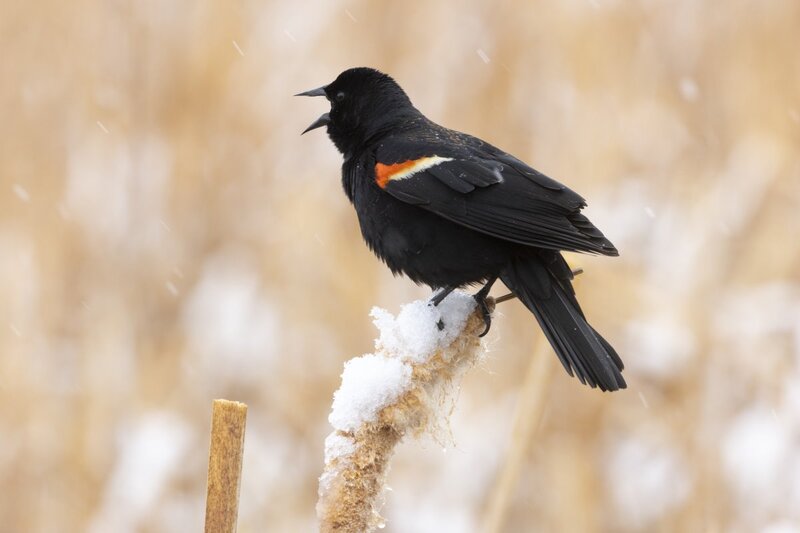 redwingedblackbird1108.jpg