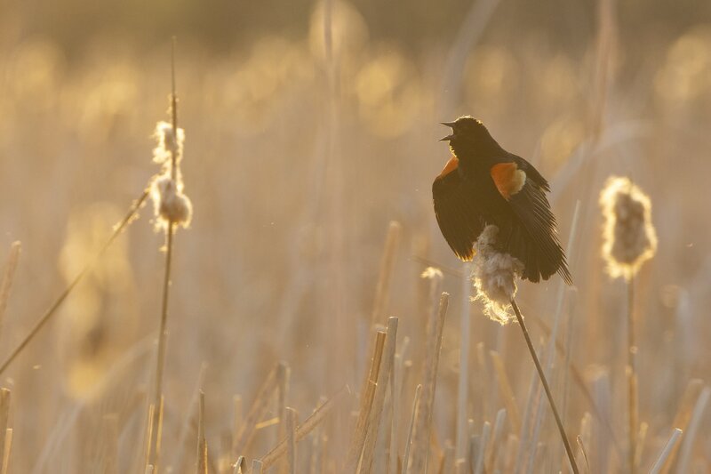 redwingedlblackbird5-2.jpg