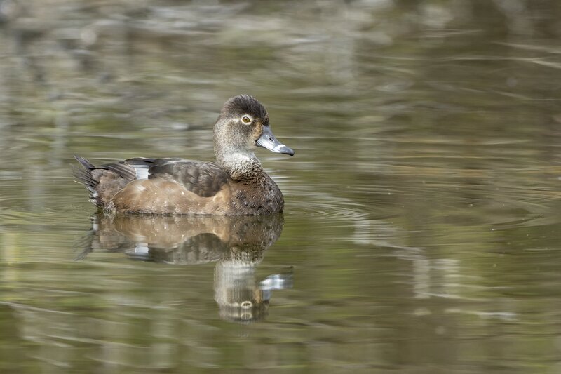 ringneckedduck-3793.jpg
