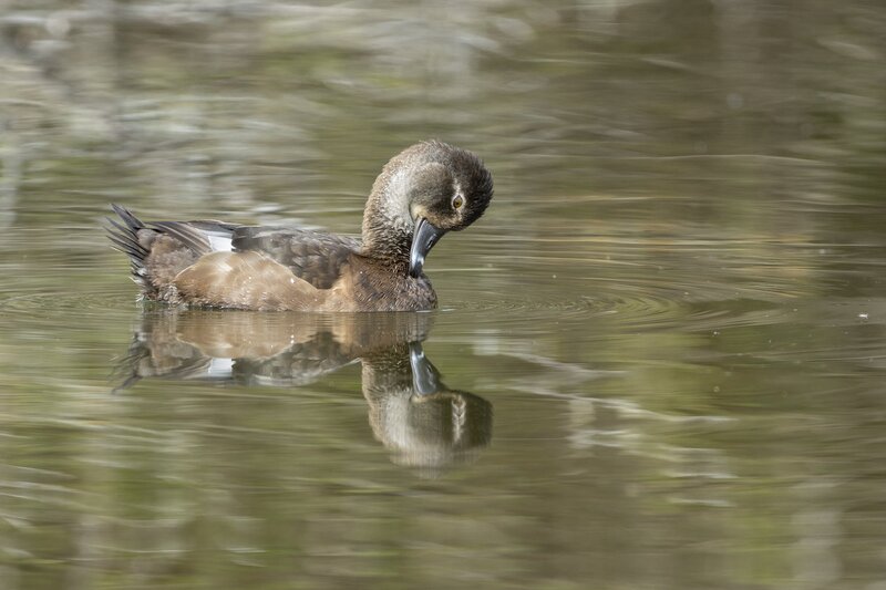ringneckedduck-3794.jpg