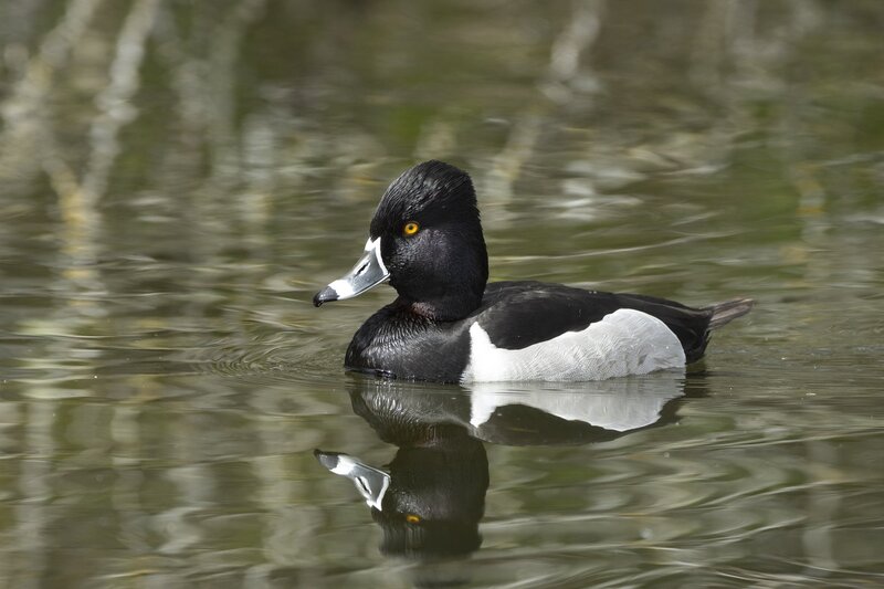 ringneckedduck-3800.jpg