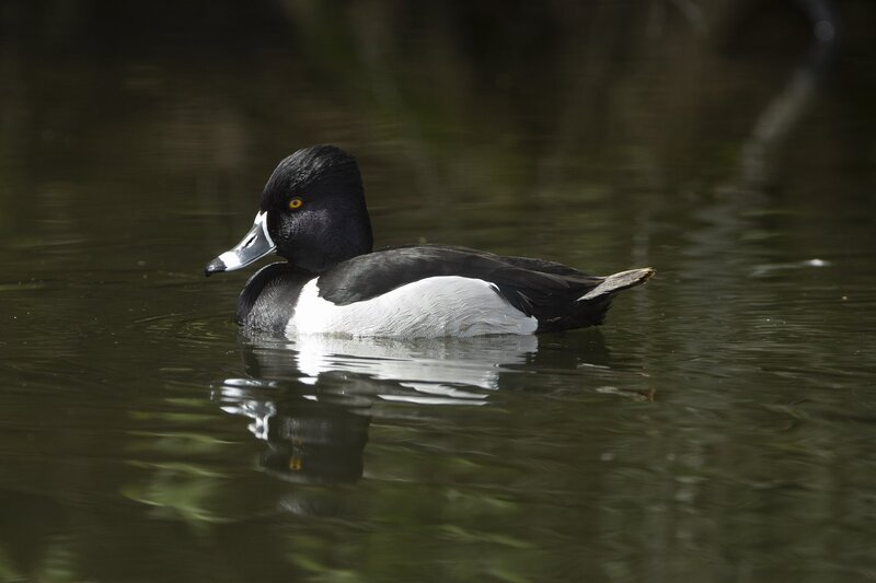 ringneckedduck-3815.jpg