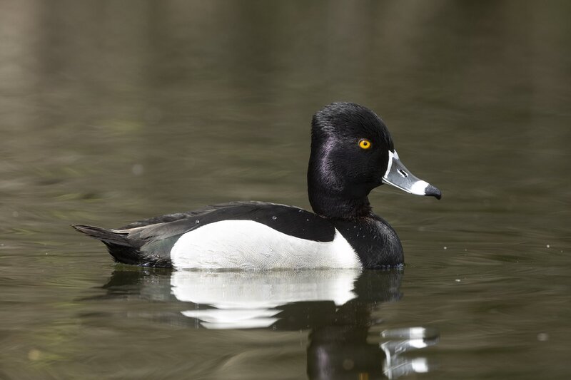 ringneckedduck-3819.jpg