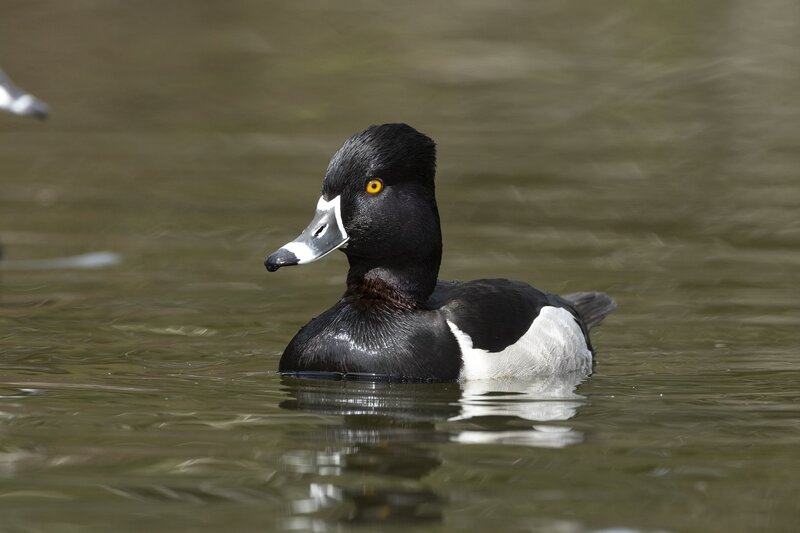 ringneckedduck-3827.jpg