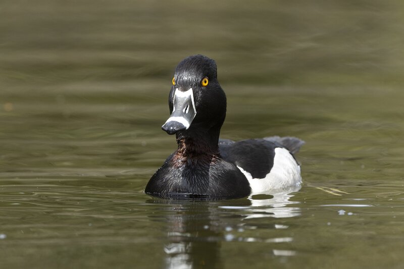 ringneckedduck-3830.jpg