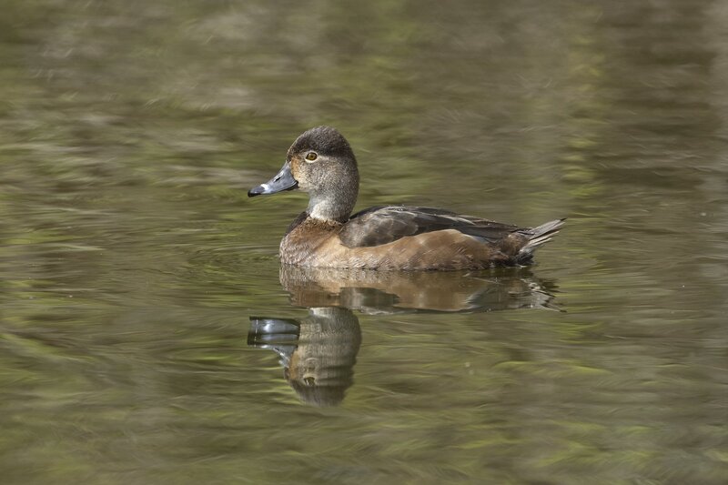 ringneckedduck-3854.jpg