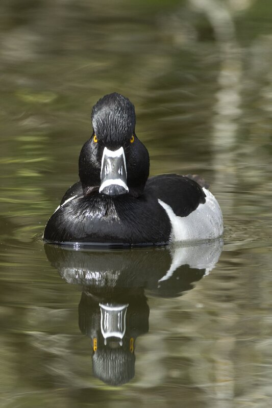 ringneckedduckv-3804.jpg