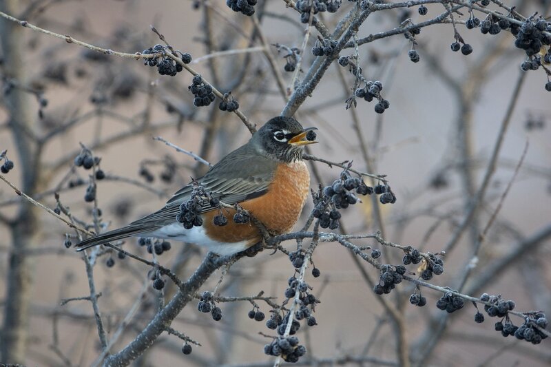 robin-1106-2.jpg