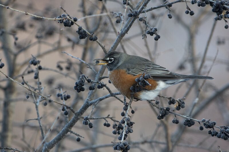 robin-1122-2.jpg