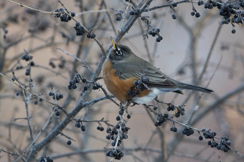 robin-1153-2.jpg