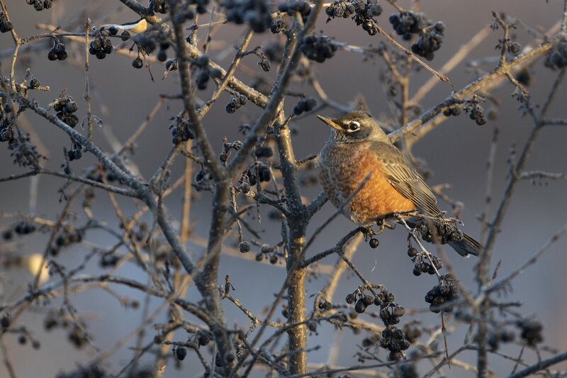 robin-1178-2.jpg