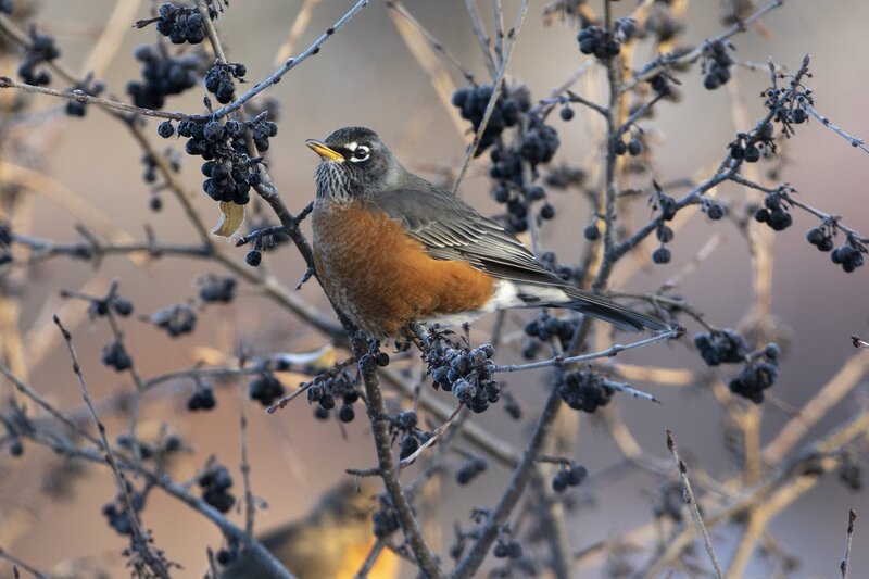 robin-1200-2.jpg