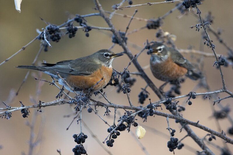 robin-1222-2.jpg