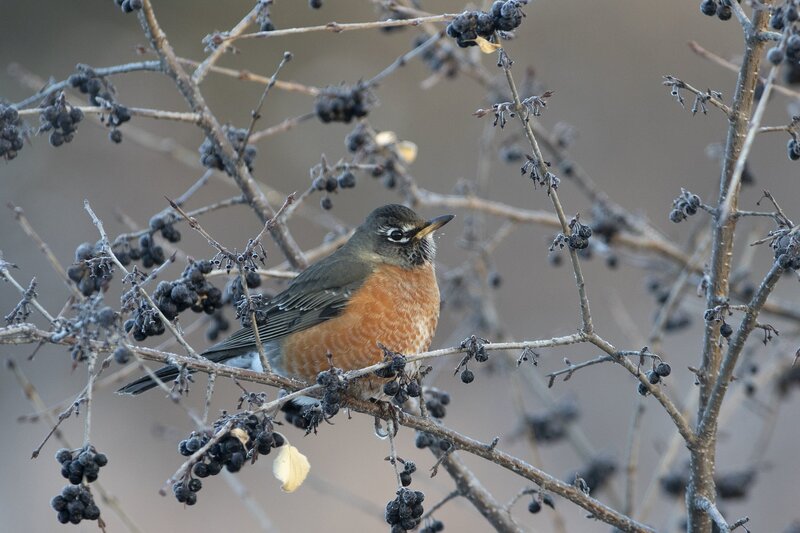 robin-2.jpg