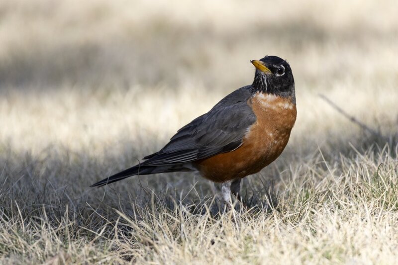 robin1546.jpg