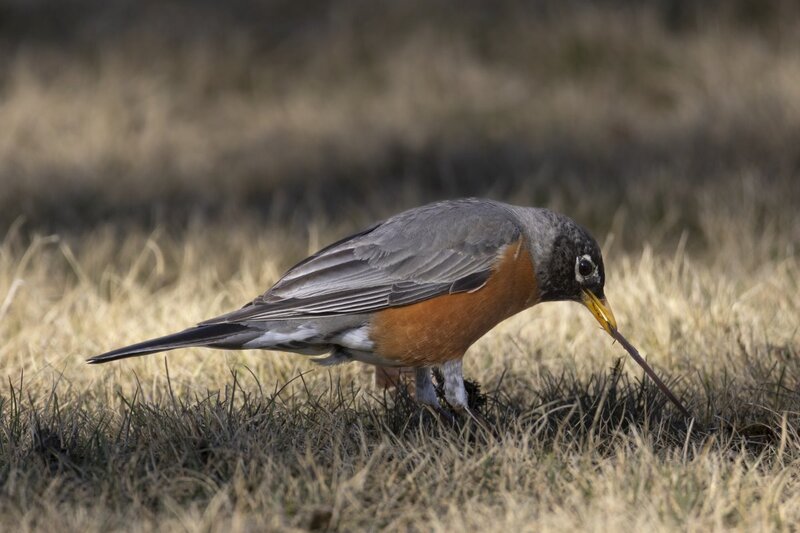 robin1550.jpg