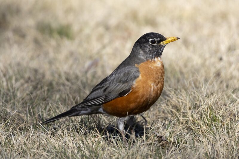 robin1554.jpg